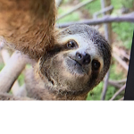 SLOTH ARMY!!!!!