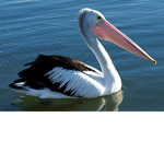 Pelican Killing Commitee