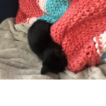 Kittens official group