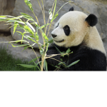 The panda squad! (we love pandas) :D