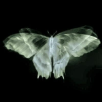 EnderParticle