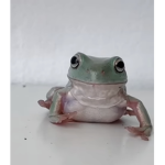 Froggy groupie