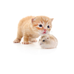 Hamster Life