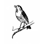 BetterBird