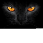 Black Cats (RSF)