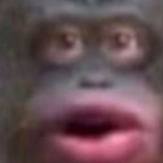 Monke FUN Studios