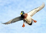Duck Liberation Front