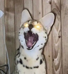 SERVAL