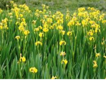 Yellow Iris