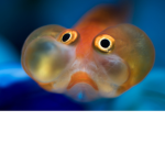 The Society of Fish!
