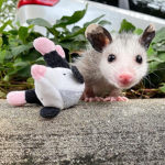 _~*possum people*~_