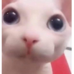 cursed images jaja