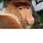 Cult of the Apes
