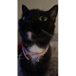 Awesome cat <3