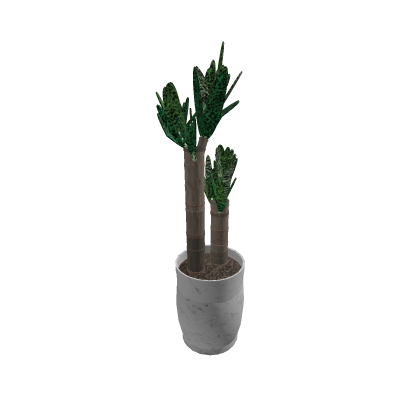 Yucca in a pot