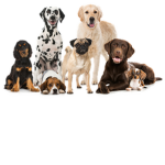 The Dogs Loving Group!