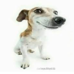 (BETA)  dogbepoopinallday 3
