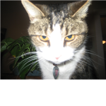 evil cat