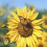 *~Hello Sunflower's~*