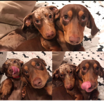 Camden & Dash's Group