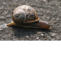 snail break