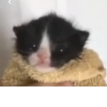 ᴋɪᴛᴛʏ ᴘʀᴏᴅᴜᴄᴛs ~