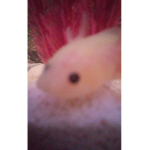 AXOLOTLS GANG