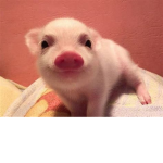 the piggy farm