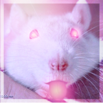 The RAT