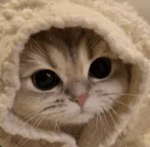 Katzen Magie