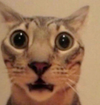 pink kitten Meow