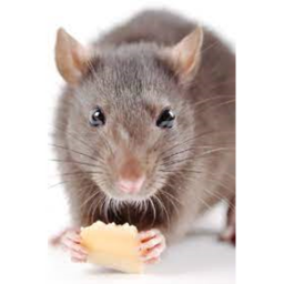 Survival the Rat the Killer