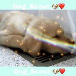 Dog_Scout