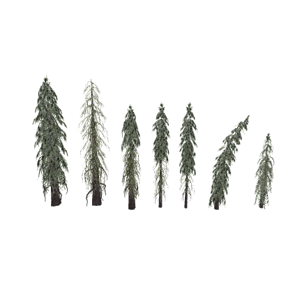 Realistic Weeping Spruce Pine Tree Pack