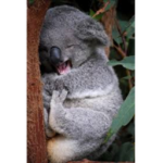 I miei koala super cute