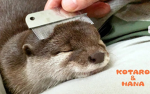 Team_loutre