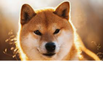 Doges will be doges