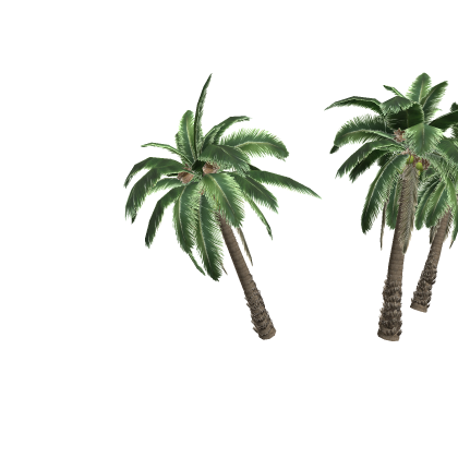 Palm Tree 