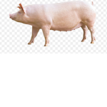 Pig’s need bacon
