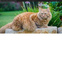 My cats survival game.