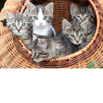 Los Gatillos