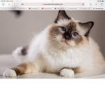 Cats are best!