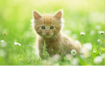 Cute Kitty’s squad!