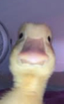dA dUckLinGs..