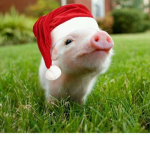 Piggy (Roblox) Fans!