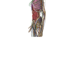 ur body g