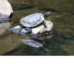 The Academy of Turtles