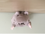 Rat Bc Members