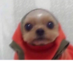 bean burritoes