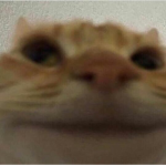 Dumb cats sanctuary